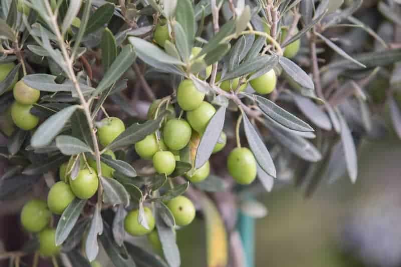 olea europaea Olea Europaea per abbassare la pressione alta