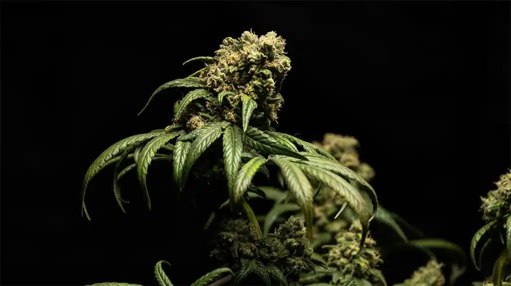 Falsi miti sulla cannabis light